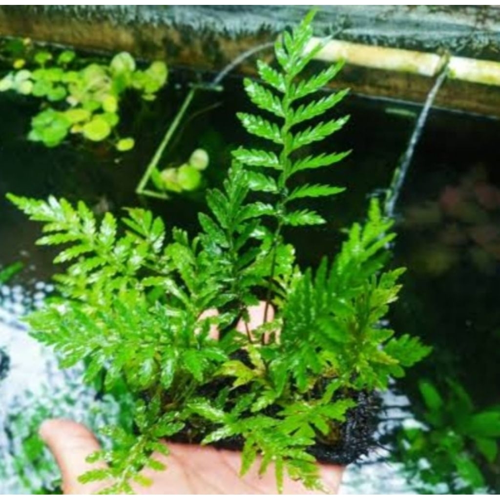 pakis air aquascape/akuarium/paludarium/terrarium