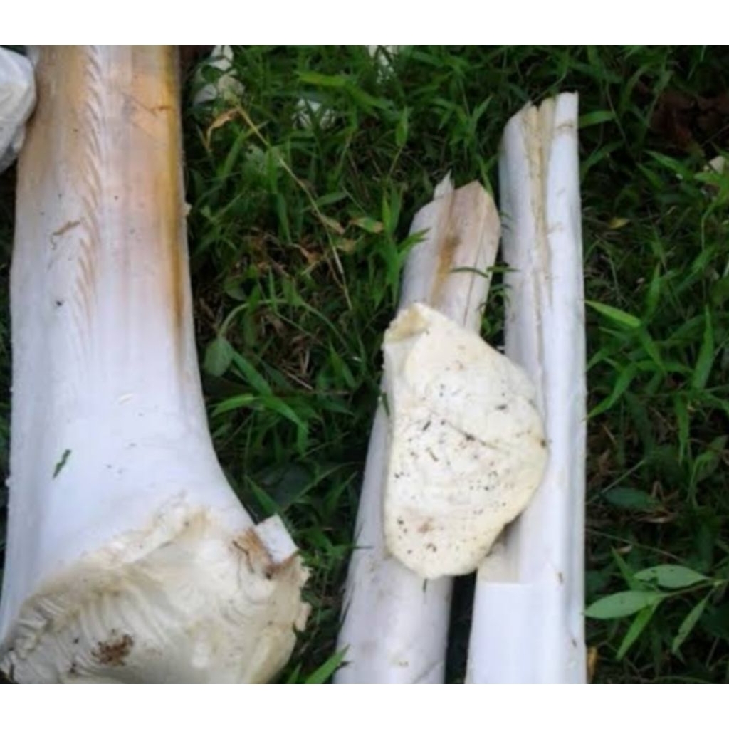 

umbut suangkung/aren hutan bahan sayur