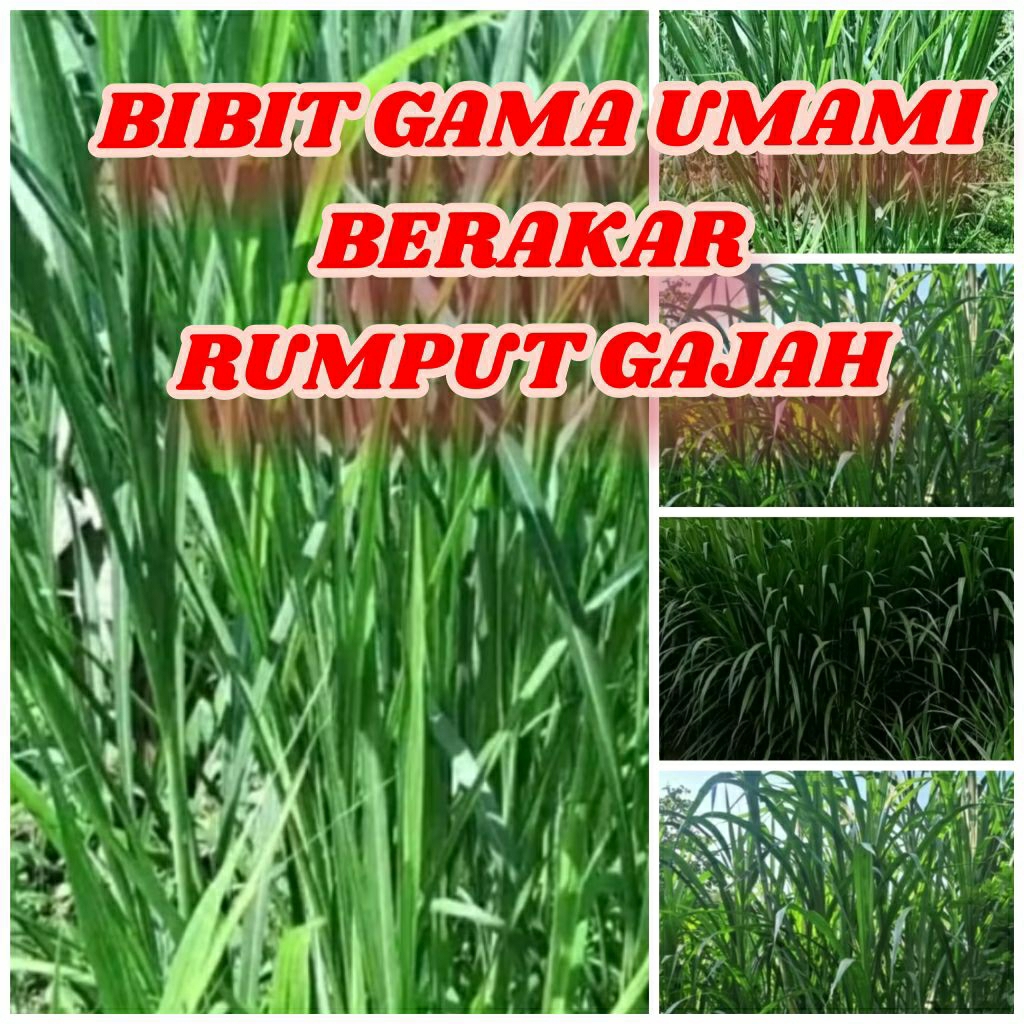 Bibit Gama Umami Rumput Gajah Berakar Nertunas