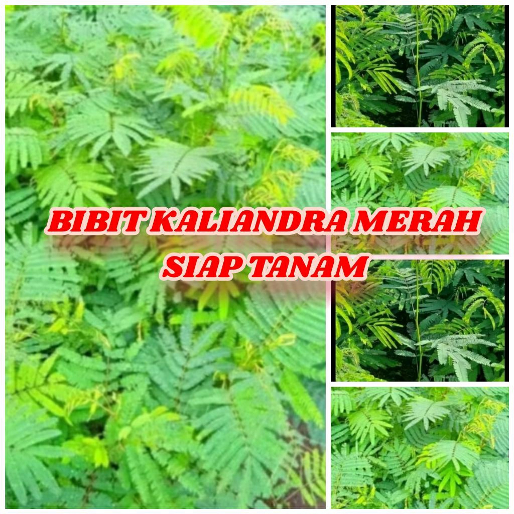 Bibit Kaliandra merah pakan ternak