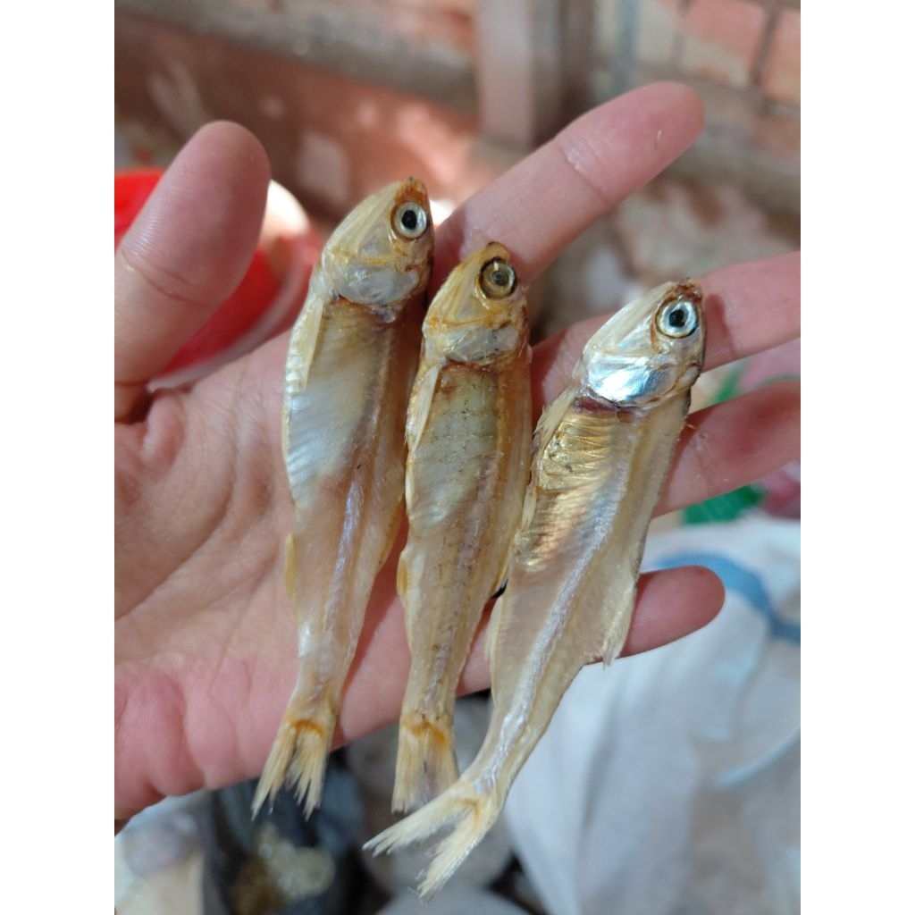 

Ikan Gelagah Tawar Kering 250grm Gurih Lezat