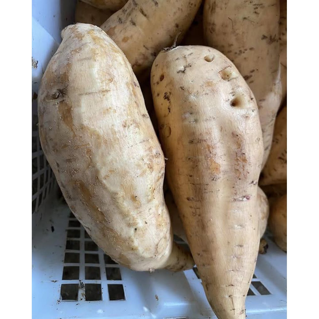 

UBI MADU CILEMBU ASLI MENTAH 1KG UKURAN SEDANG ISI 8-15 // UBI MADU CILEMBU // UBI CILEMBU // UBI BAKAR MADU CILEMBU // UBI MADU // UBI MADU CILEMBU SUMEDANG