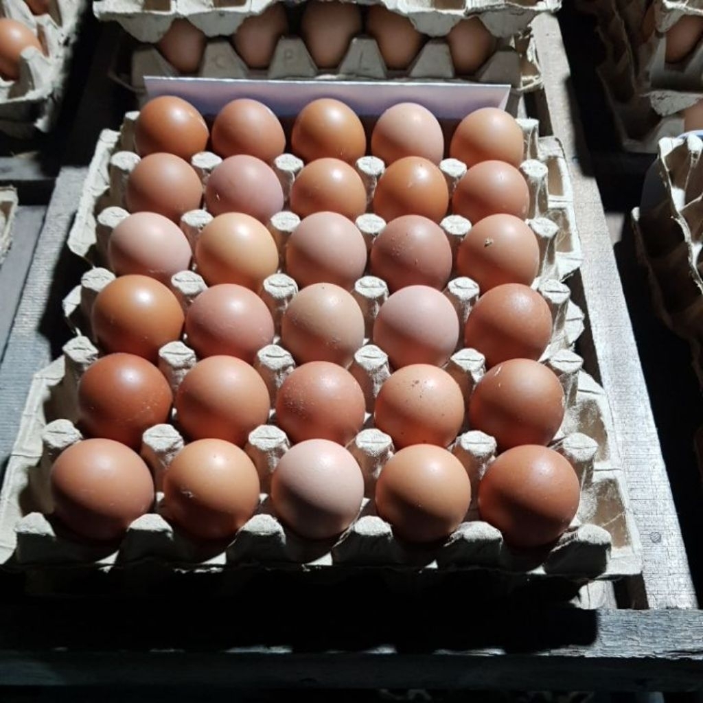 

Telur Ayam ras fresh dari kandang Grade AA