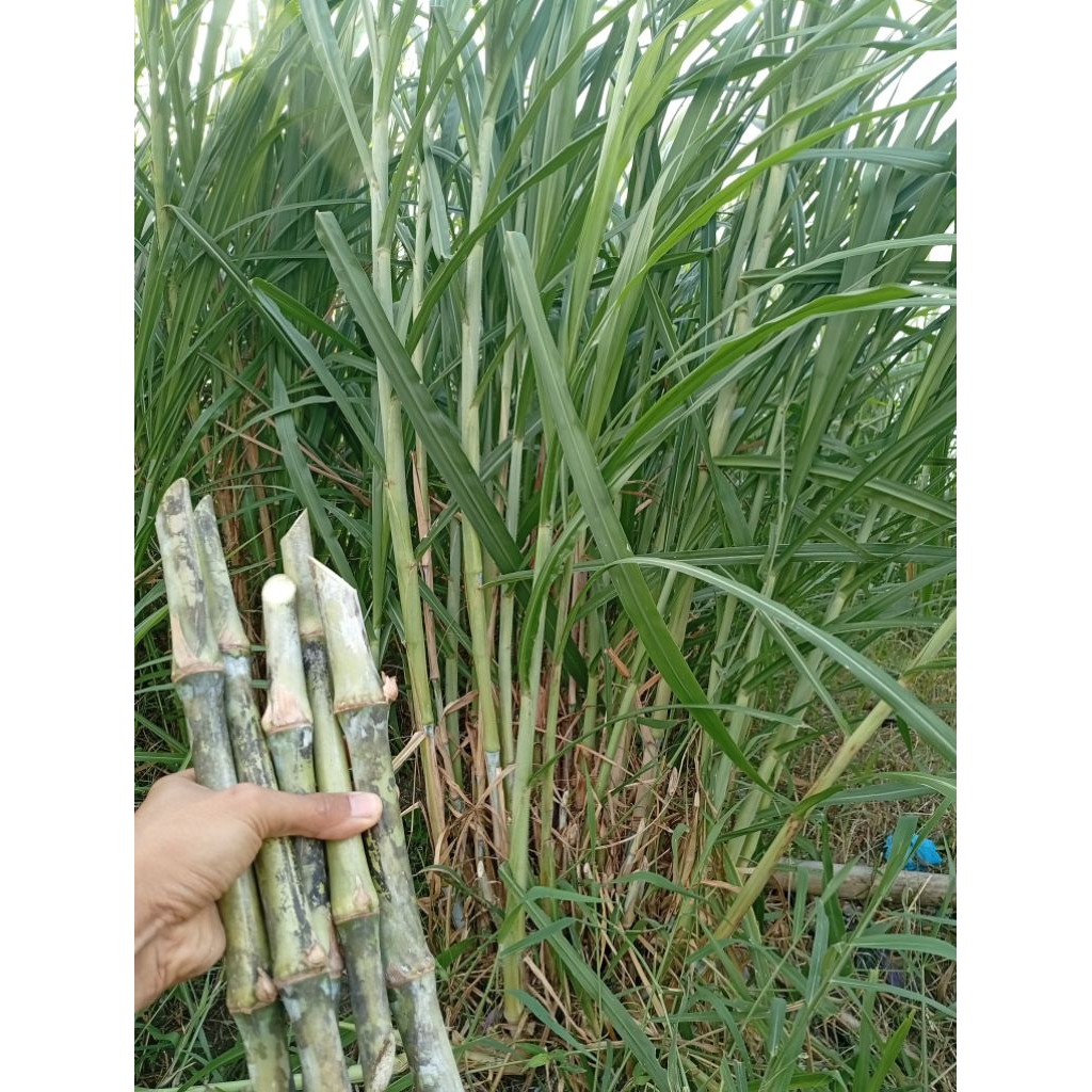 Bibit rumput  pakchong