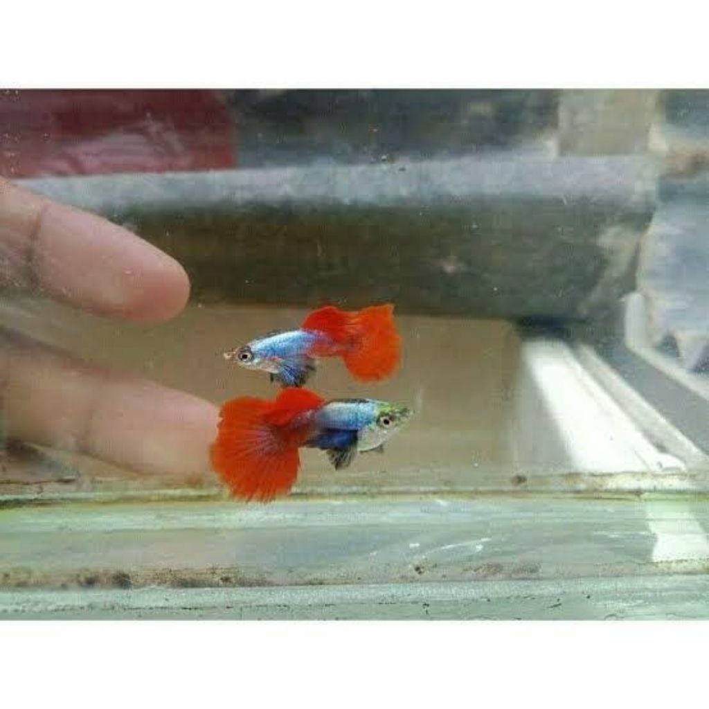 

packing kardus prtde grade A remaja sepasang