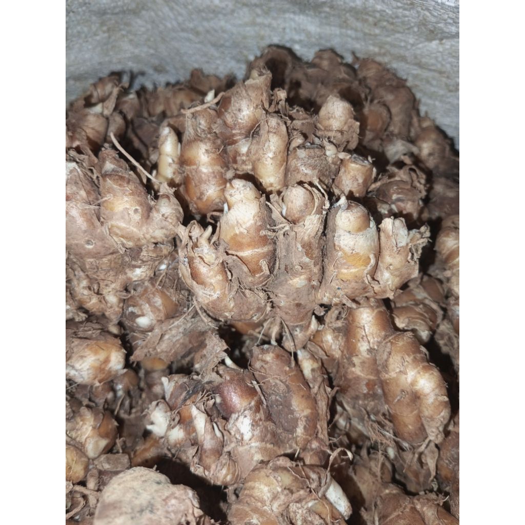 

kencur herbal 1kg