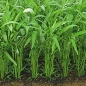 jual bibit kangkung super