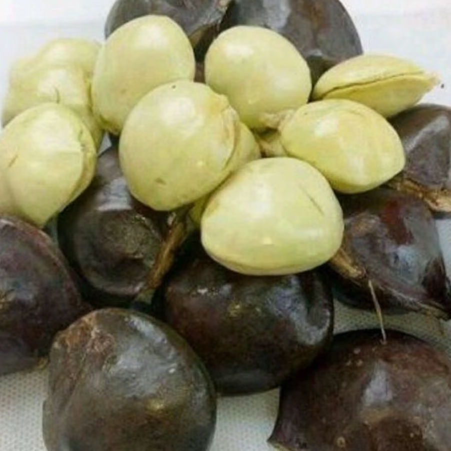 

lalapan segar buah jengkol muda(belum kupas) berat 1kg