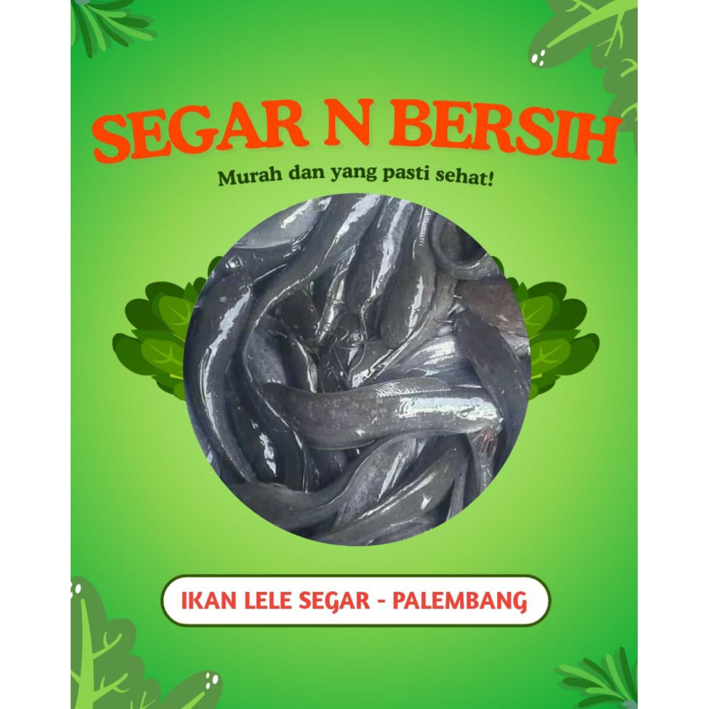 

IKAN LELE SEGAR - PALEMBANG