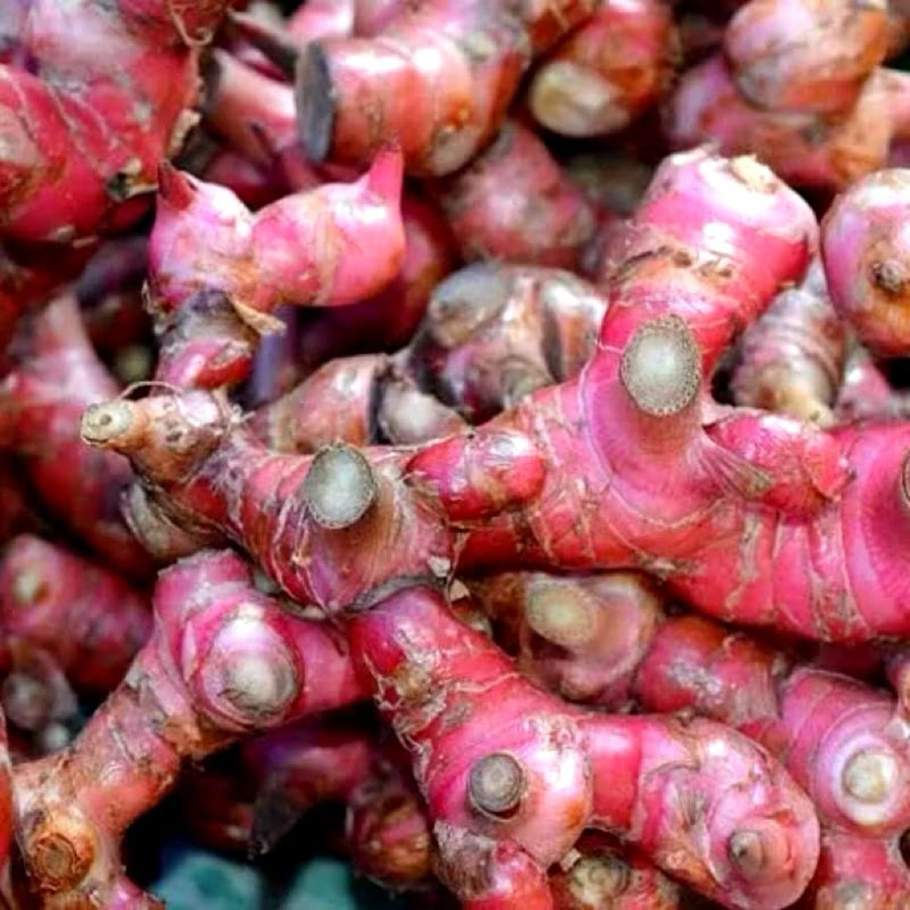 Laos Merah / Lengkuas Merah fresh 1 kg