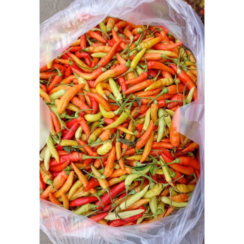 

CABE RAWIT 1 kg Pedas setan dikirim fresss tanpa busuk