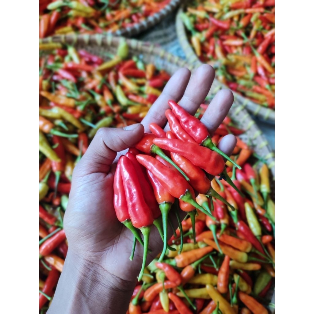 

CABAI RAWIT MERAH SEGAR BARU DI PETIK DARI KEBUN RAWIT ORI PEDAS TAHAN LAMA AWET