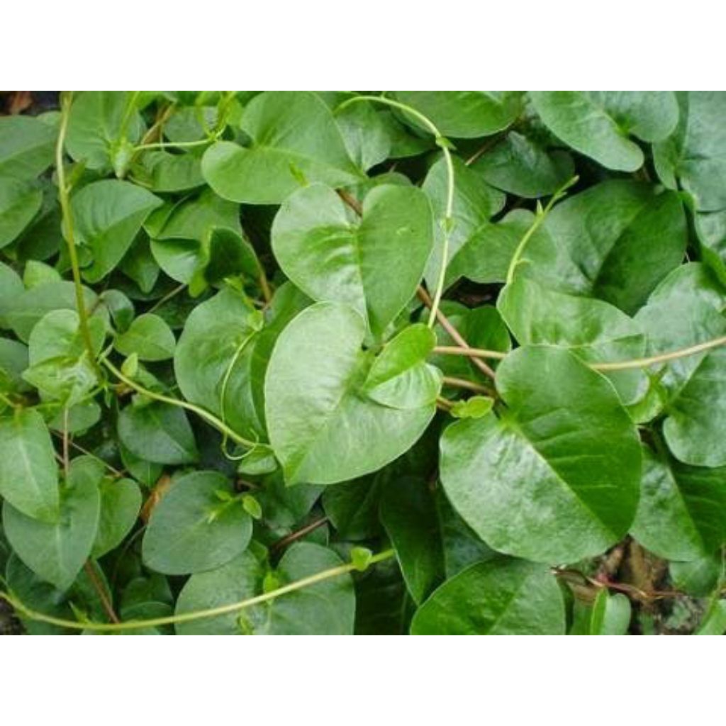 

daun binahong hijau per 15 lembar