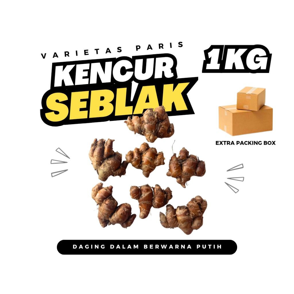 

Kencur Tua Kencur Paris Kencur Seblak 1 Kg