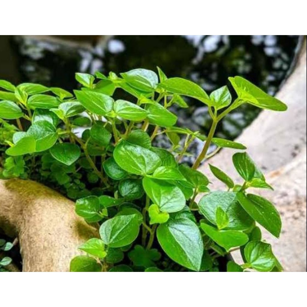 

SIRIH CINA/ketumpang air fresh herbal 100gram.