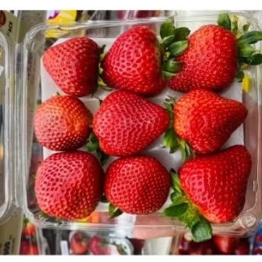 

Strawberry jumbo Driscol manis kemasan jumbo 400gram