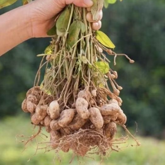 

kacang tanah segar super/kacang tanah kulit berat 1 kg