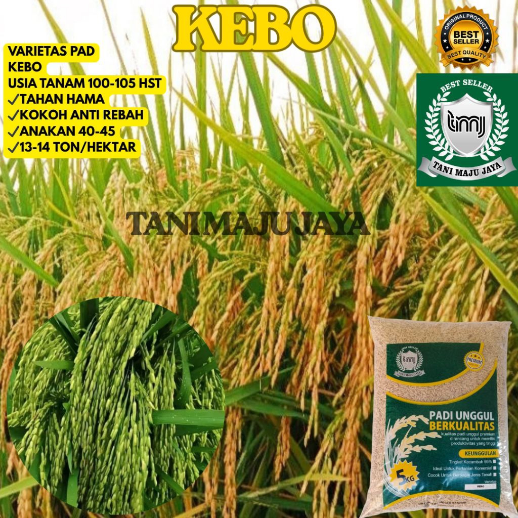 BIBIT PADI BENIH PADI UNGGUL VARIETAS KEBO KEMASAN 5 KG
