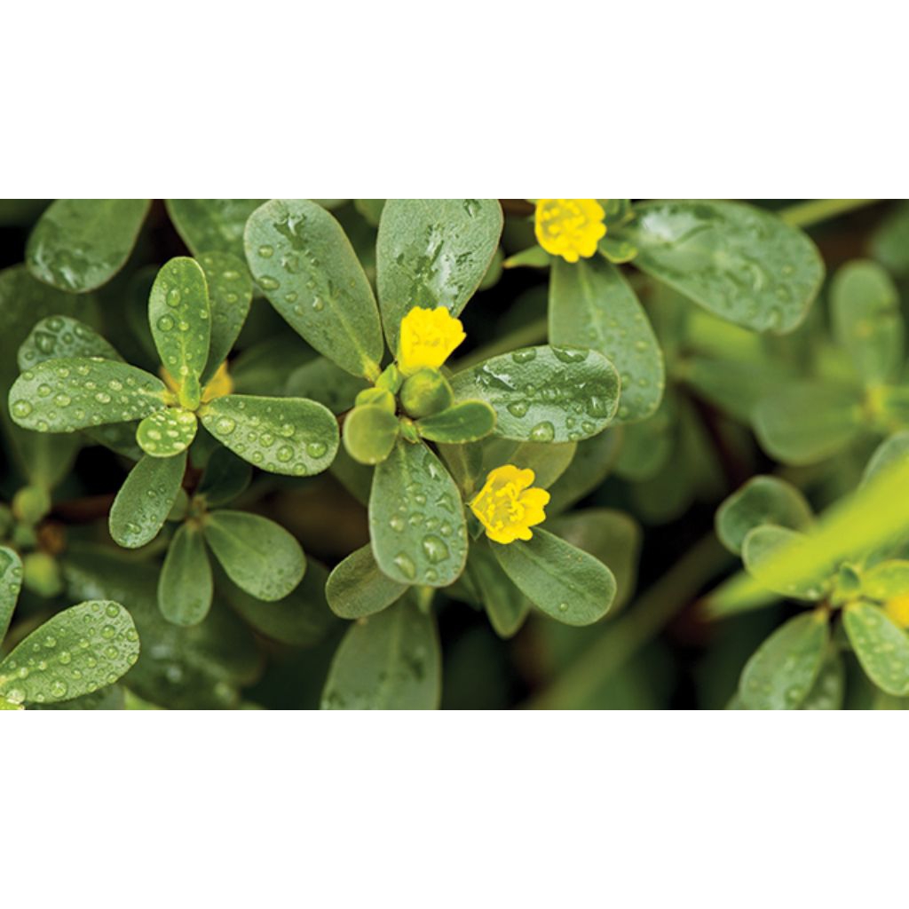 

Herbal tradisional daun kerokot segar 300grm