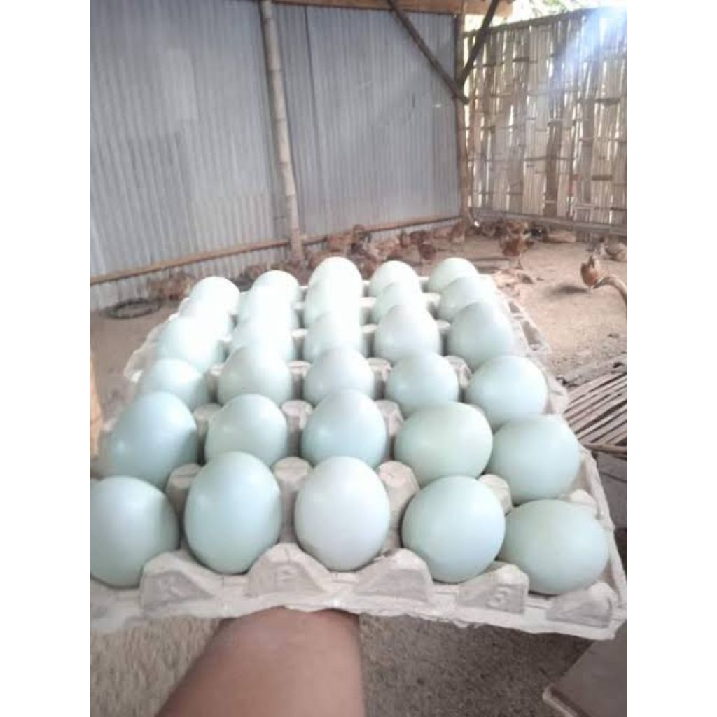 

telur bebek mentah fresh besar berkualitas minimal co 5 co 15 gratis 1