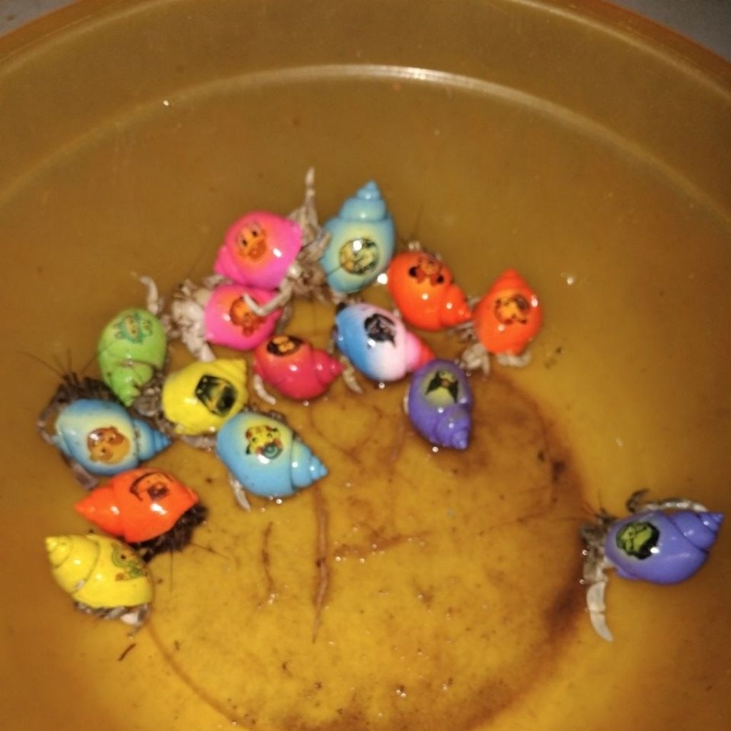 Kelomang/Keong Hidup 5 pcs