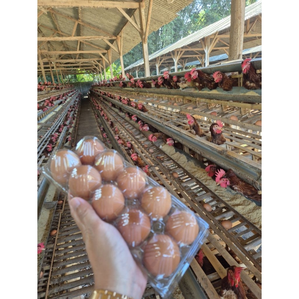 

Telur per 1 kg