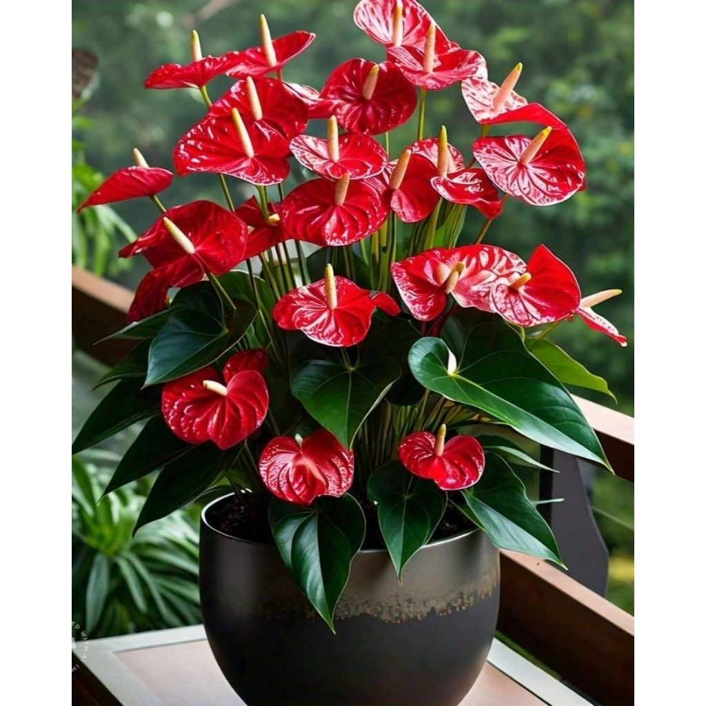 Anthurium mickey mouse bunga merah / Tanaman anthurium mickey mouse