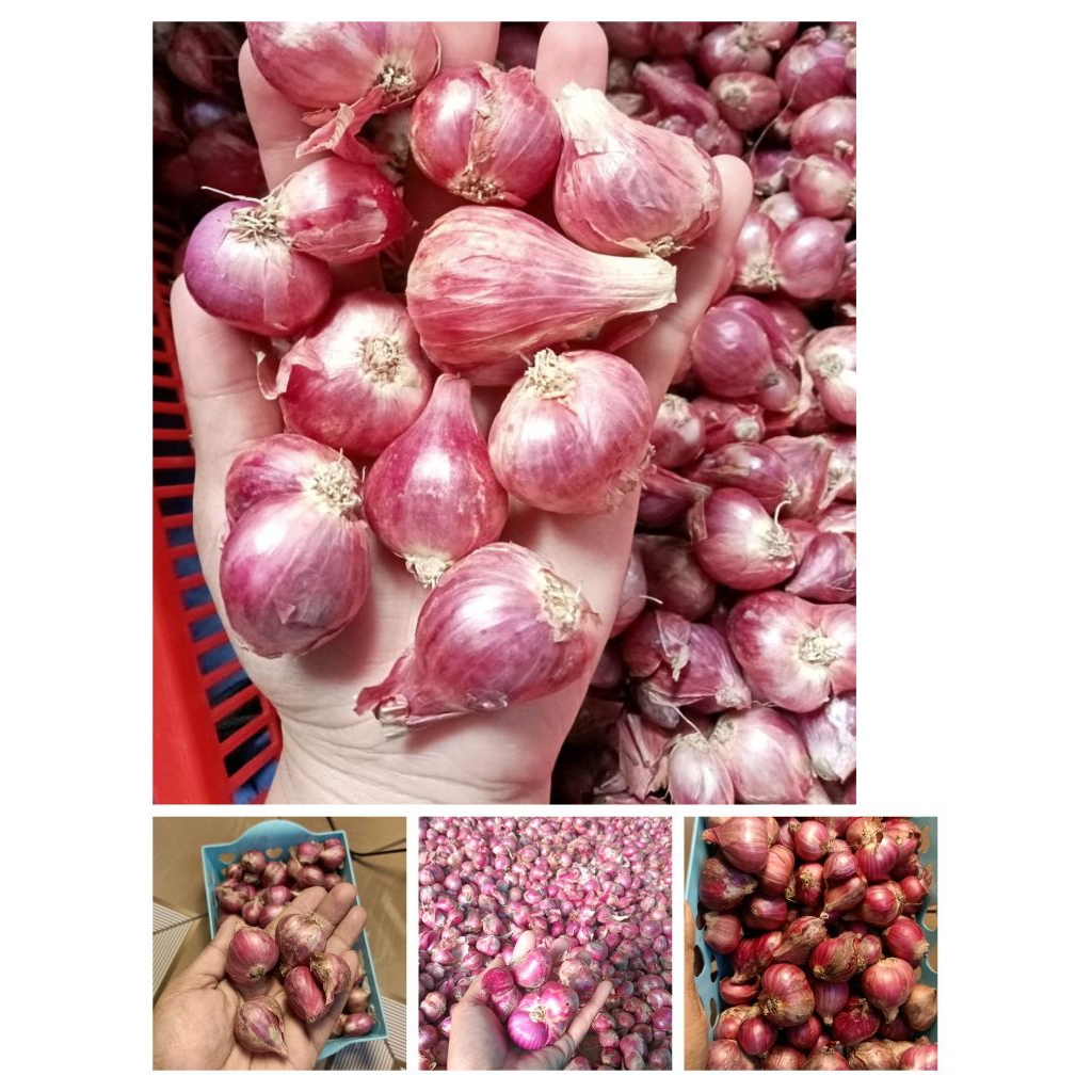 

bamer kering lokal,bawang merah size besar,bawang merah grosir,bawang merah murah