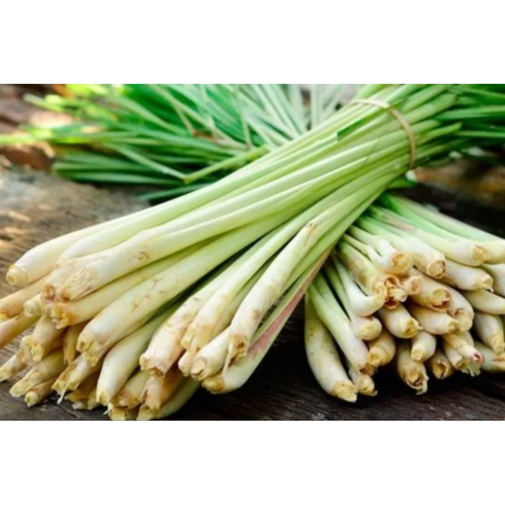 

SEREH WANGI FRESH JUMBO ASLI PETANI