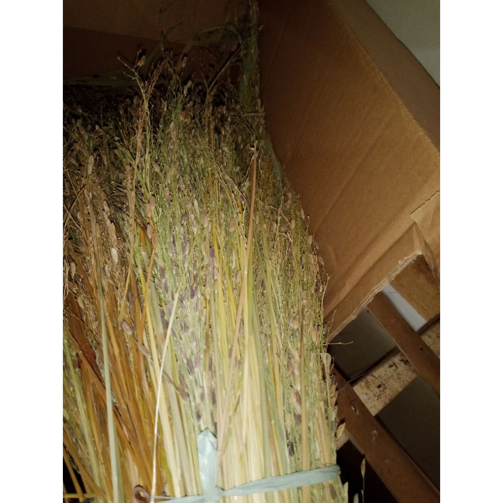 

Merang padi ketan hitam isi 50 btg