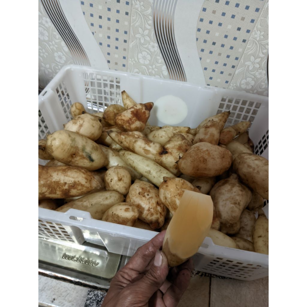 

Ubi yacon asli Wonosobo