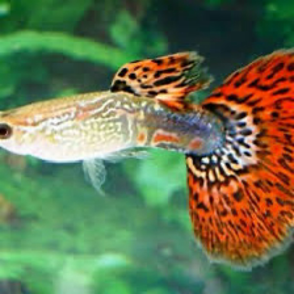 Guppy COBRA hiasan akuarium