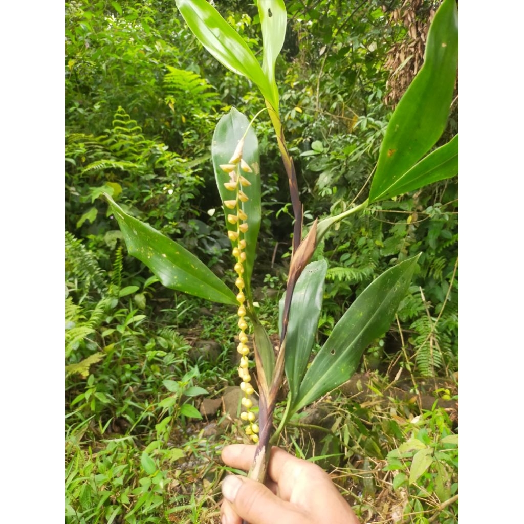 anggrek hutan langka