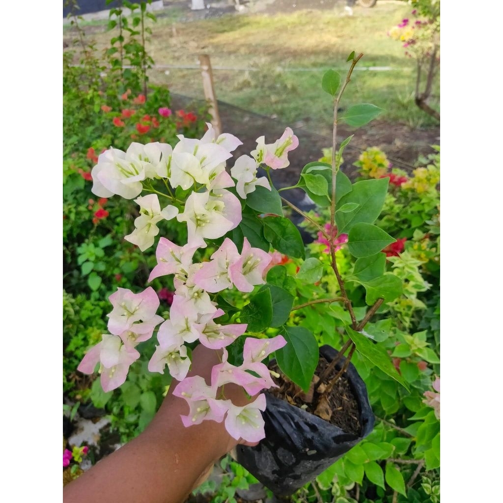 Tanaman Hias Bougenville Bengawan Solo (Ori)