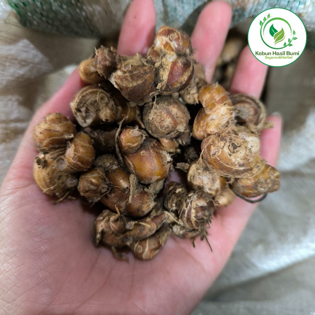 

KENCUR SEGAR 150 GRAM