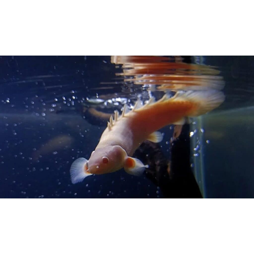 Hiasan Ikan Palmas / Ikan Naga Predator