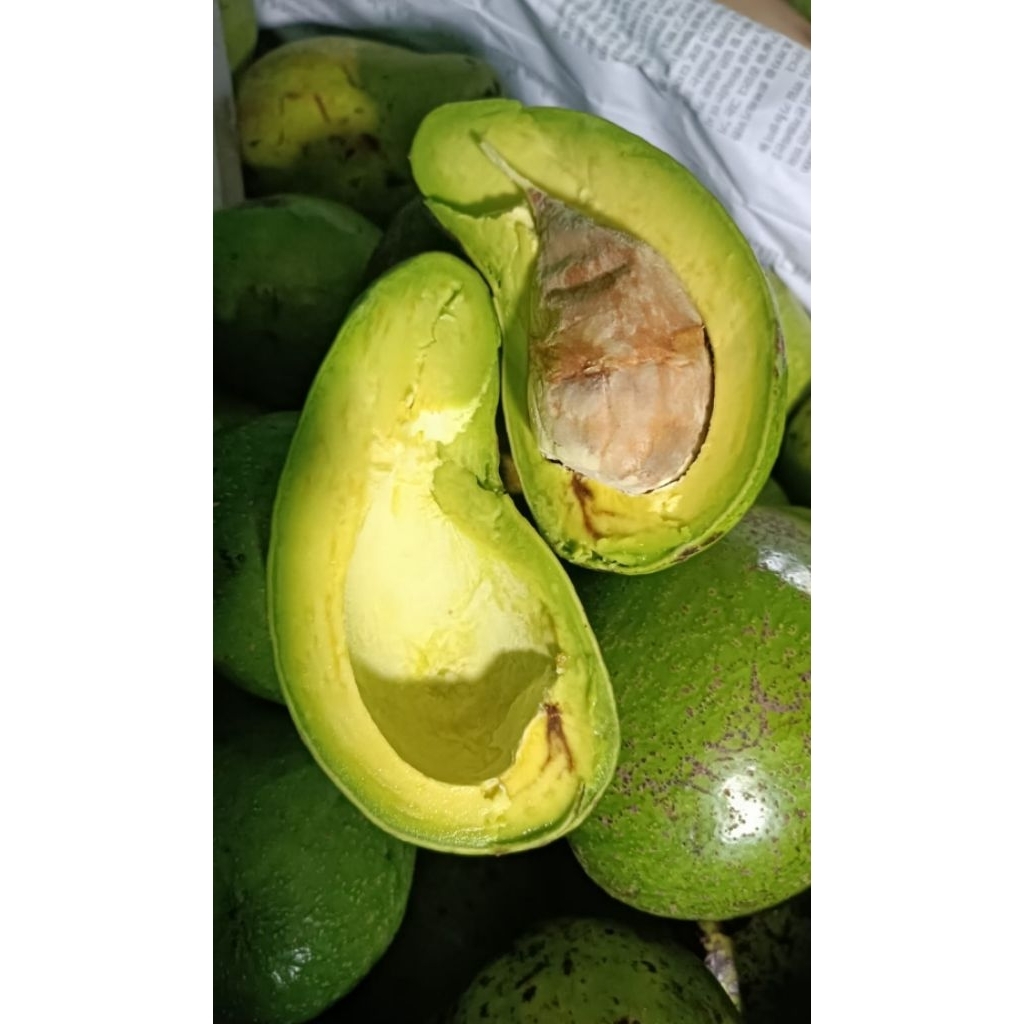 

Alpukat mentega grade super