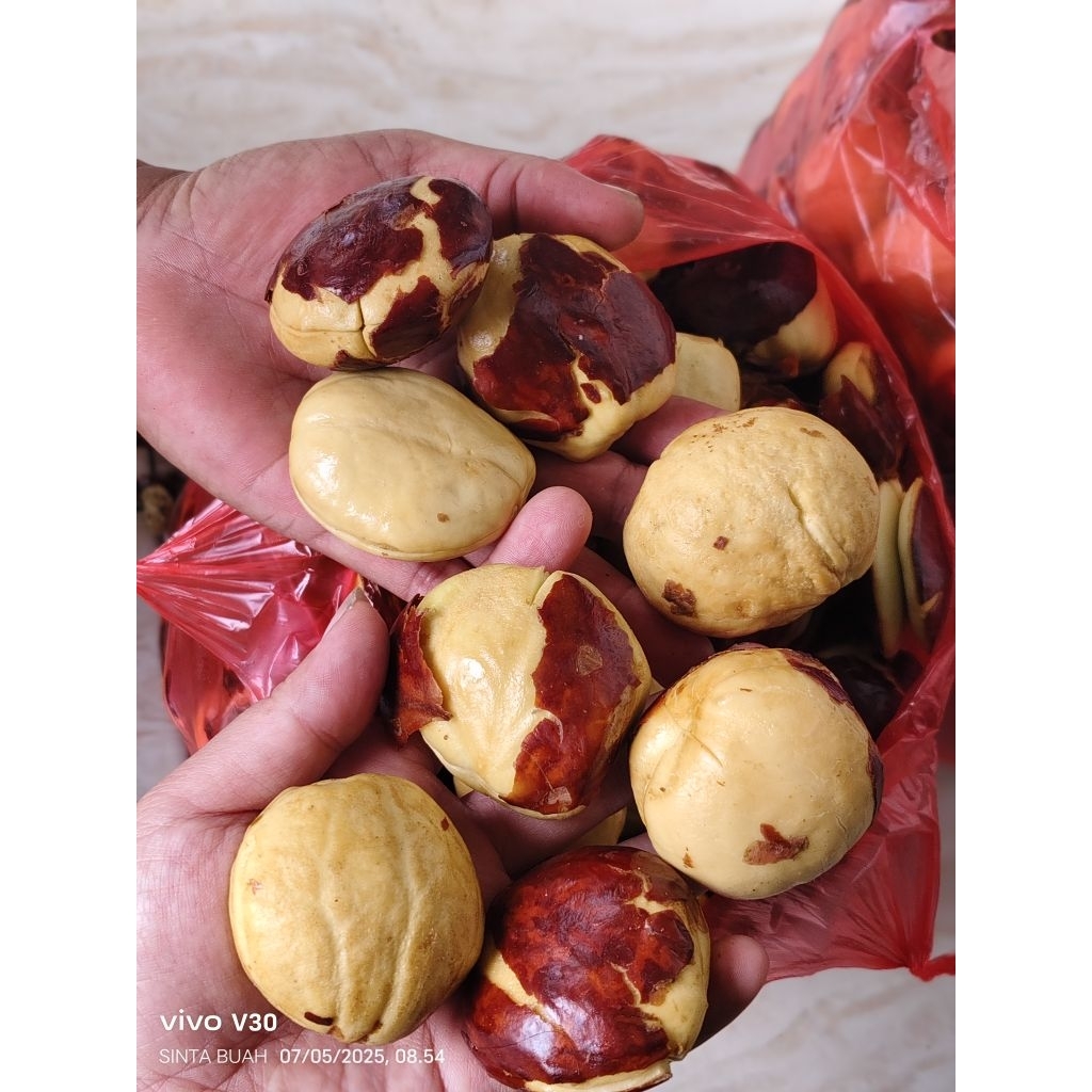 JENGKOL TUA SUPER JENGKOL TUA PULEN