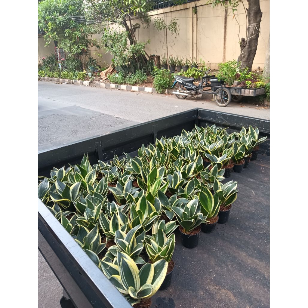 tanaman hias sensivera hijau/gold/pot