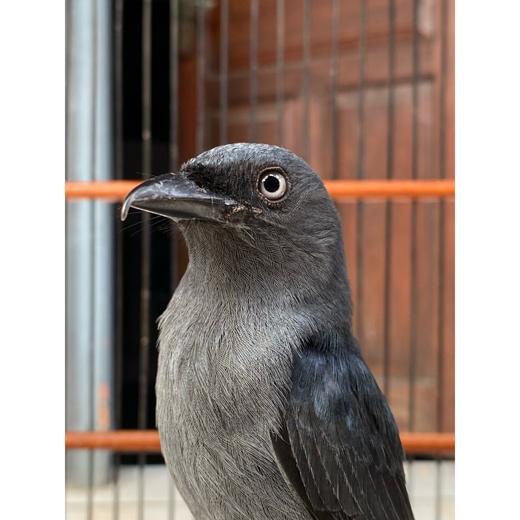 Srigunting Abu-Abu Mata Putih Masteran Handal Gacor Full isian