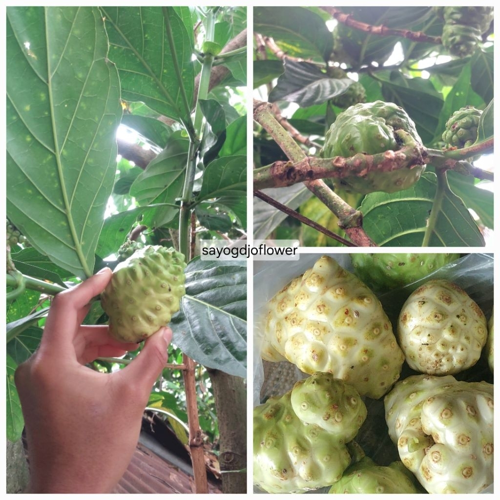 

Buah mengkudu Herbal untuk Jamu~