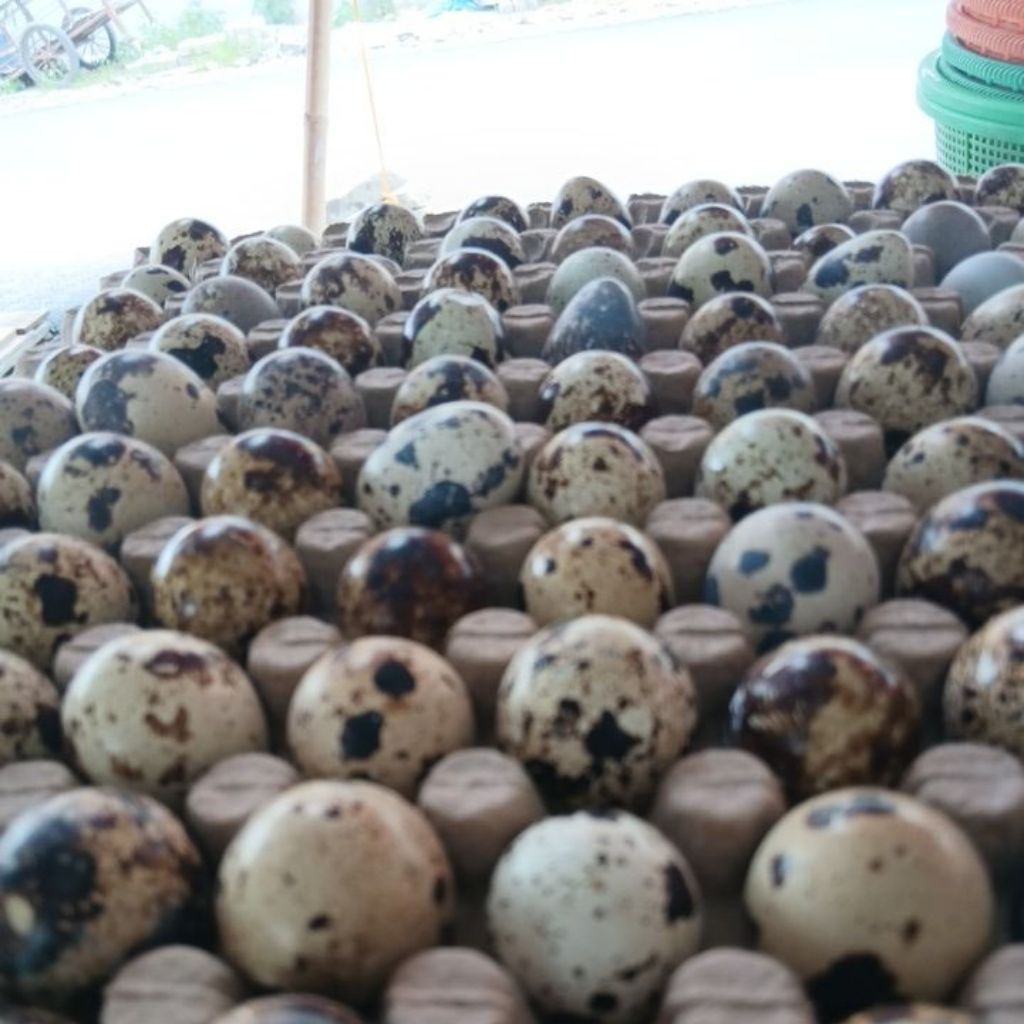 

telur puyuh fresh perbutir 500rupiah