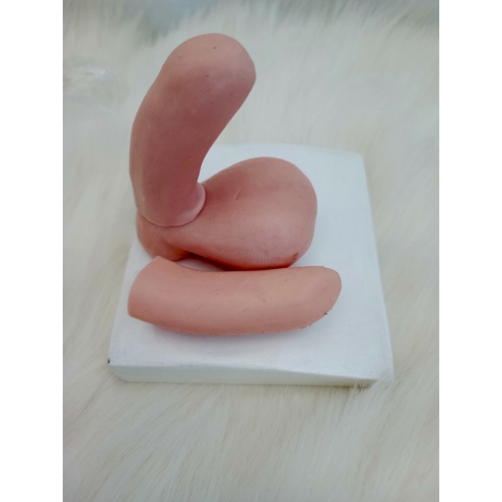 Original Termurah | Manekin Sirkumsisi / Alat Peraga Sirkumsisi