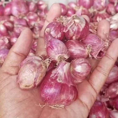 

bawang merah 500gr (1/2kilo)