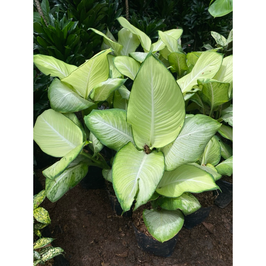 TANAMAN HIAS DIVEN TISU BANGKOK