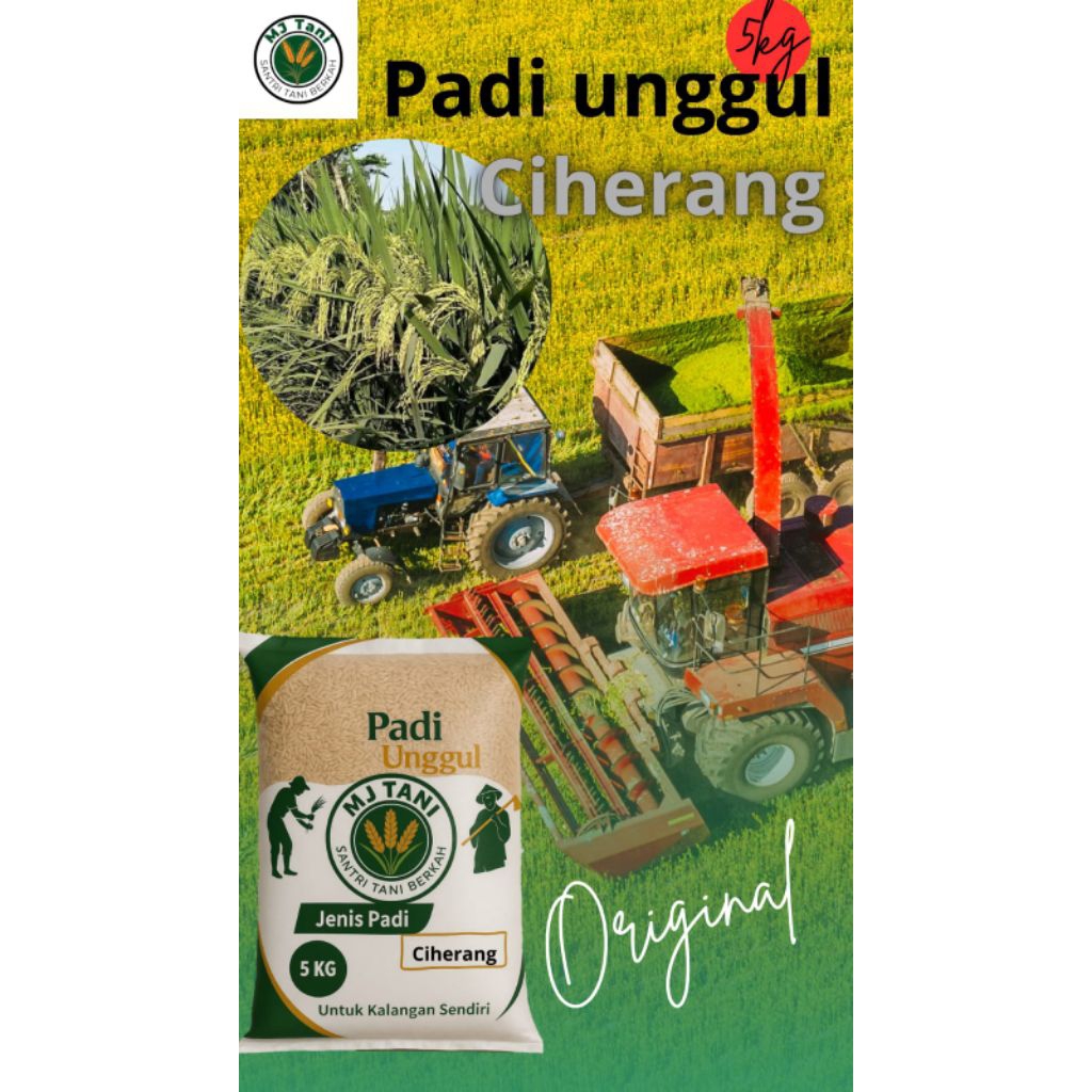 Bibit padi unggul benih padi Galur unggul Ciherang original