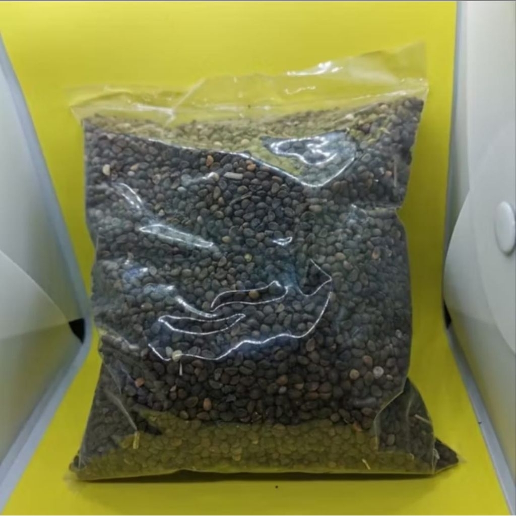 1 kg BENIH KANGKUNG (Bibit Kangkung)