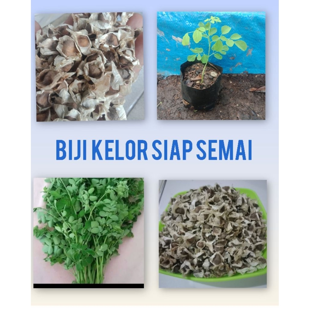 

BIJI KELOR SIAP SEMAI (100 butir) bibit kelor.Daun kelor.kelor herbal.kelor berkhasiat