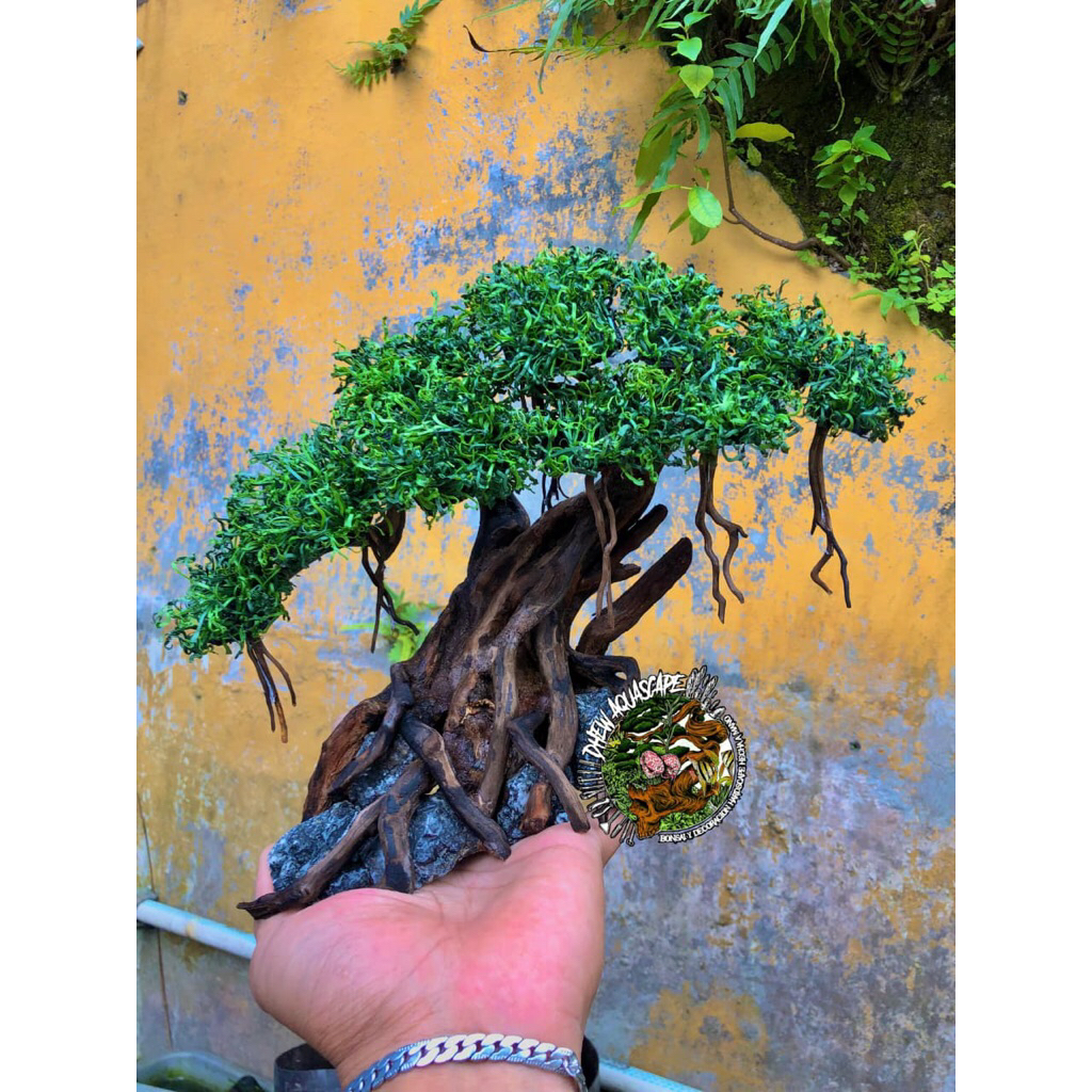 hardscape bonsai beringin bonsai aquascape