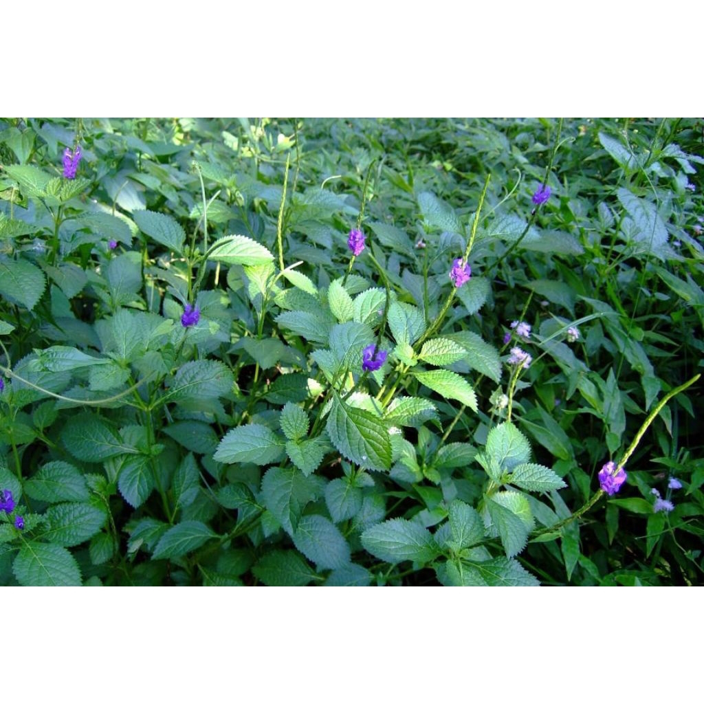 

Daun pecut kuda segar/daun jarong segar 250gr